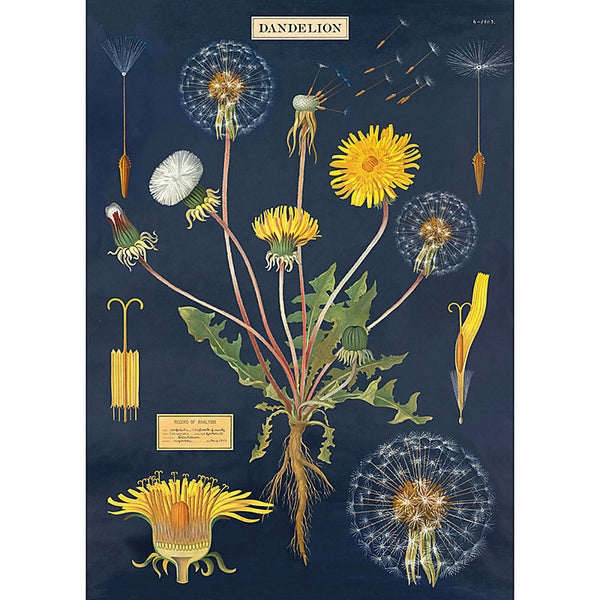 Dandelion Chart Wrapping Paper